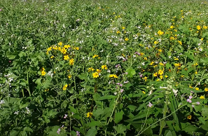 As vantagens da agricultura regenerativa para o meio ambiente e a economia